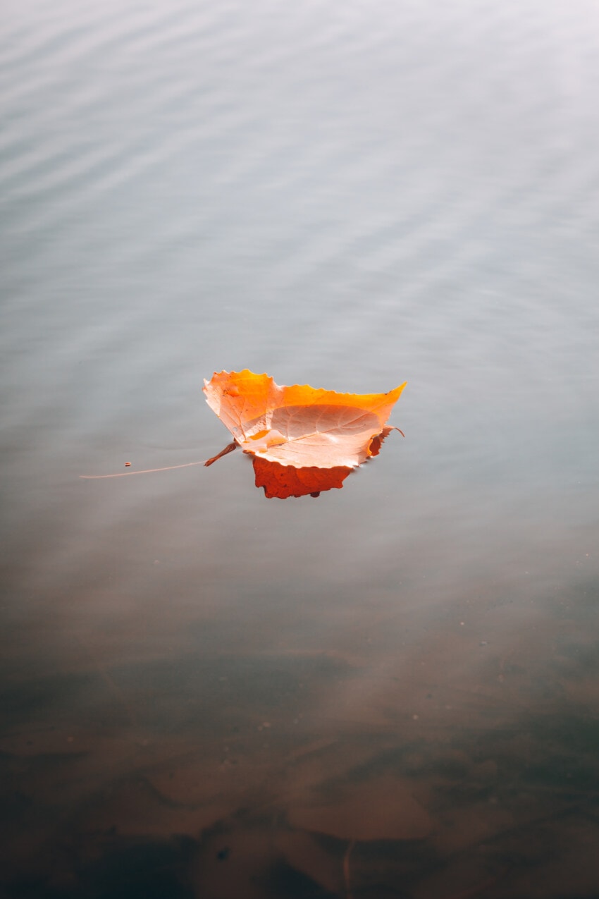 Free picture: orange yellow, leaf, water level, floating, yellow leaves ...