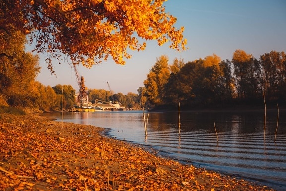lakeside, autumn season, leaves, orange yellow, branches, waves, national park, calm, water, landscape