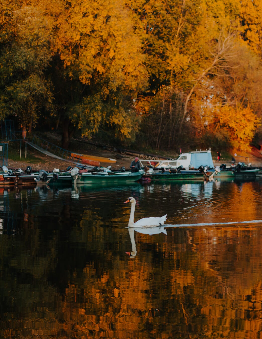 Cisne, Porto, estação Outono, reflexão, Rio, água, ao ar livre, barco, plácida, natureza