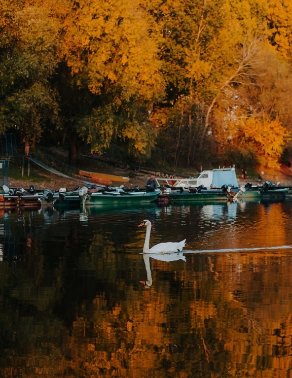 swan, harbor, autumn season, reflection, river, water, outdoors, boat, placid, nature