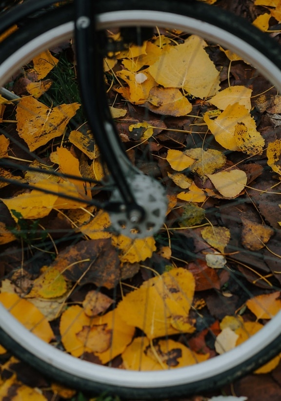 велосипедов, колесо, крупным планом, желтоватый, желтый, желтовато коричневый, Желтые листья, листья, лист, осень