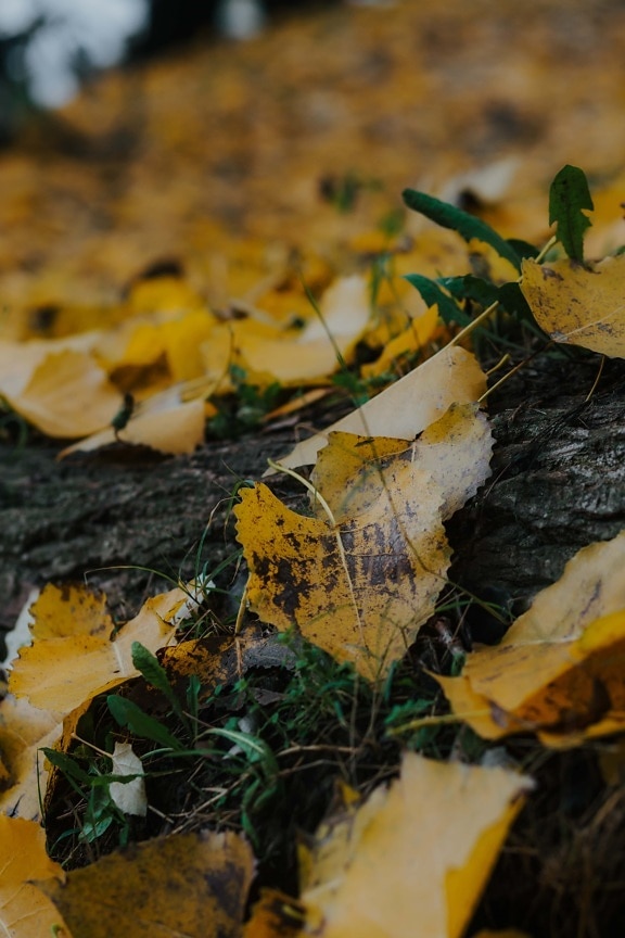 jesień, natura, liść, drewno, żółty, pozostawia, na zewnątrz, drzewo, ziemi, sucha