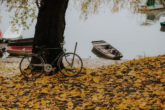 bicycle, riverbank, autumn season, yellow leaves, yellowish brown, water, street, vehicle, outdoors, nature