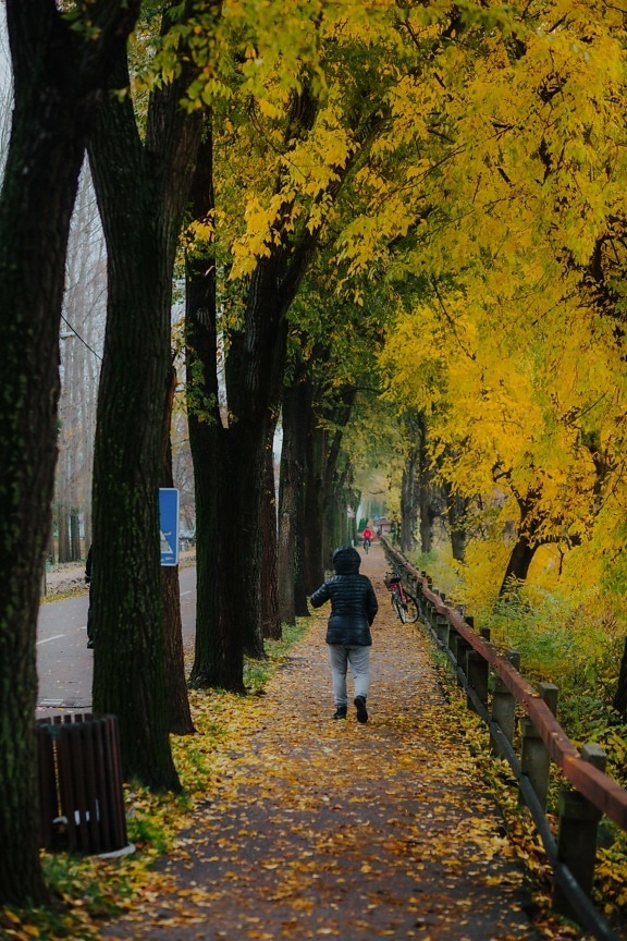 людина, ходьба, алея, осінній сезон, дорога, міському районі, паркан, дерева, осінь, парк