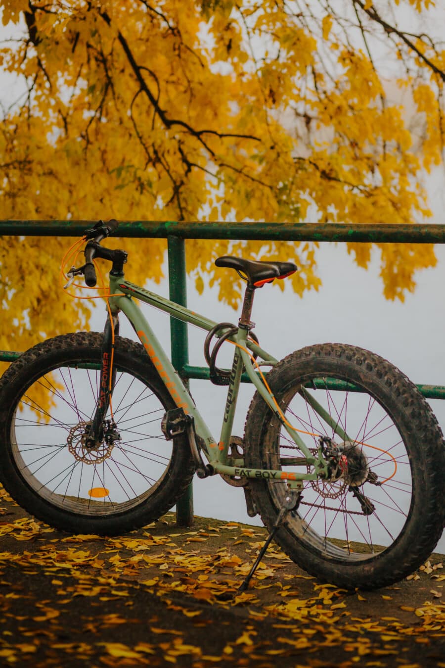 horské kolo, pneumatika, kola, velké, podzimní sezóna, jízdní kolo, kolo, kolečko, venku, strom