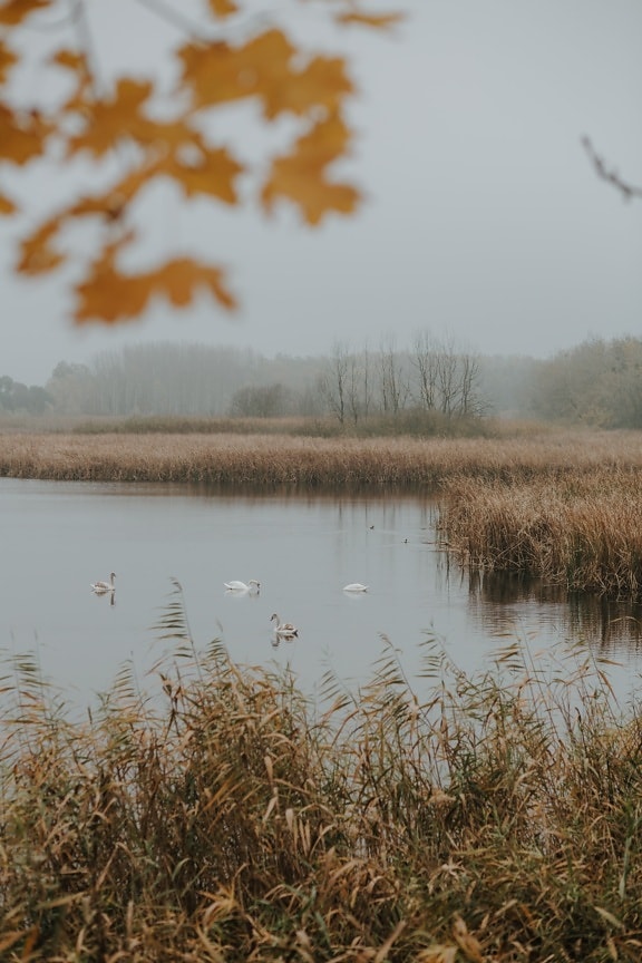 foggy, swamp, marshlands, swimming, swan, aquatic bird, reed grass, reeds, aquatic plant, landscape