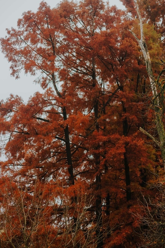 listy, pobočky, stromy, oranžově žlutá, les, podzimní sezóna, podzim, strom, list, dřevo