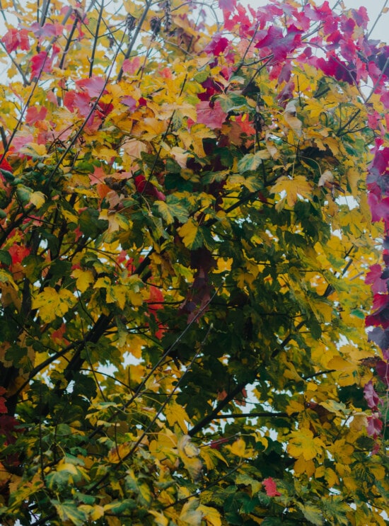 jesennej sezóny, farebné, strom, Ker, pobočky, rastlín, Sezóna, žltá, jeseň, krídlo