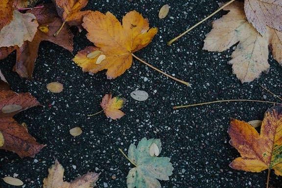 blad, blade, efterårssæsonen, farverige, vej, asfalt, jorden, ahorn, farve, tekstur