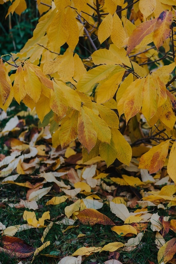 gul, gulbruna, gula blad, säsong, lönn, naturen, blad, lämnar, träd, hösten