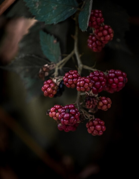 framboises, organique, ombre, buissons, branche, nature, fruits, petits fruits, baie, feuille