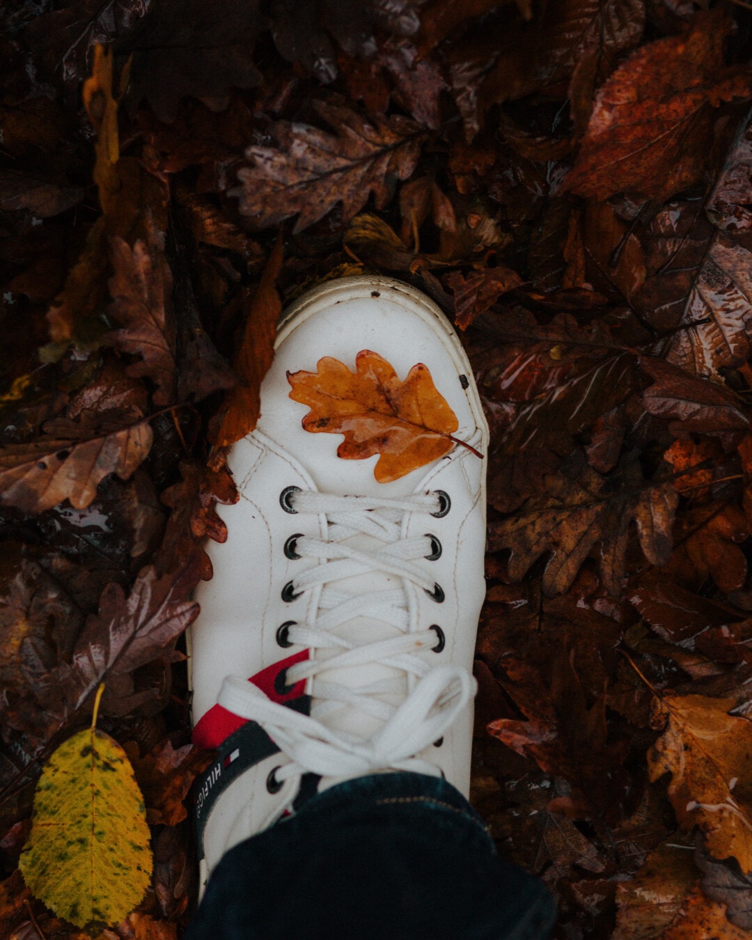 outono, tênis, molhado, folha, calçado, folhas amarelas, umidade, sujo, velho, vintage