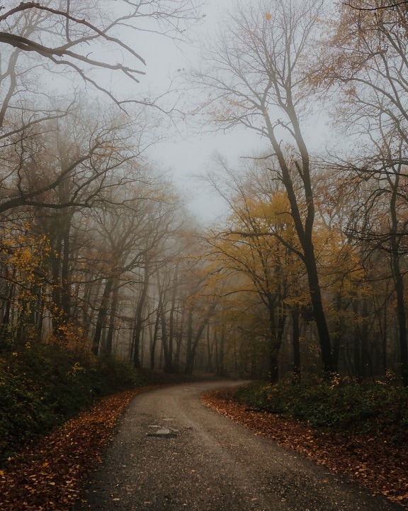 sonbahar sezon, orman yolu, sis, asfalt, sabah, sisli, ağaçlar, orman, ağaç, sis