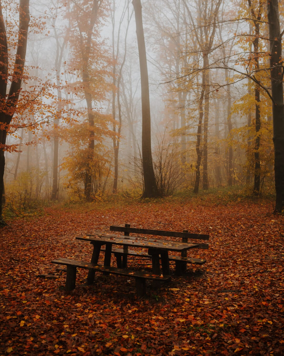 осенний сезон, туманный, лес, скамейка, величавый, спокойствие, сиденья, туман, рассвет, зима