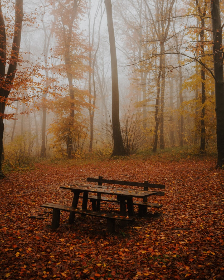 Free Picture Autumn Season Foggy Forest Bench Majestic Calm Seat Fog Dawn Winter