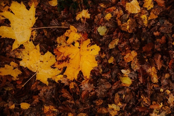 våd, gullig brun, gule blade, beskidt, efterårssæsonen, jorden, blad, træ, blade, gul