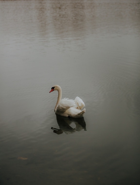 alone, swan, swimming, bird, aquatic bird, water, reflection, river, nature, wildlife