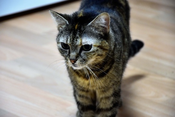 innenlands cat, stripet katt, nært hold, stående, grå, stripe, kattunge, pels, feline, kattunge