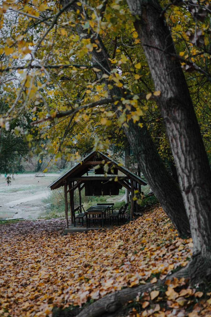 秋のシーズン, 小屋, 農村, 葉, フォレスト, 公園, 木材, 秋, ツリー, 自然
