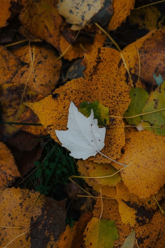 yellow leaves, autumn, ground, dry, leaf, tree, maple, wood, texture, nature
