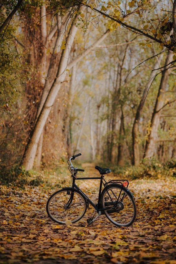 klasický, čierna, bicyklov, jesennej sezóny, les, lesnej ceste, lesná cesta, krídlo, koleso, príroda