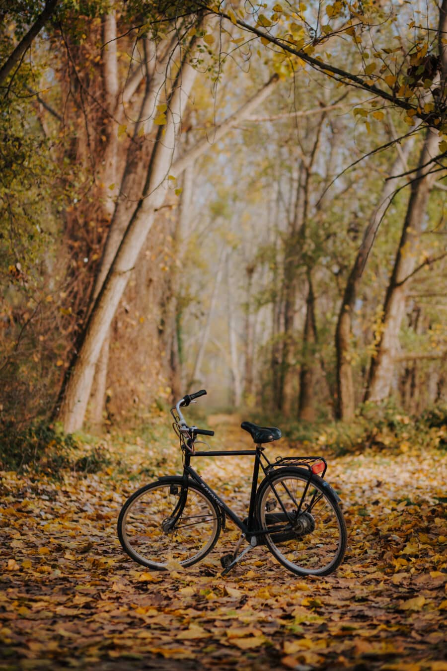 经典, 黑, 自行车, 秋天季节, 森林, 森林小径, 林路径, 叶, 轮, 性质