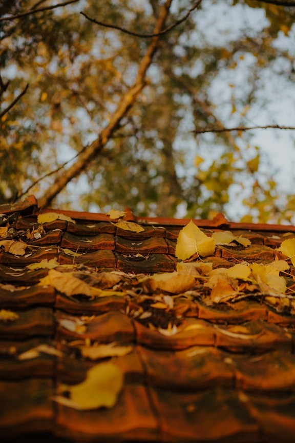 Dach, auf dem Dach, Herbstsaison, gelbe Blätter, Herbst, Holz, Blätter, Natur, Blatt, Farbe