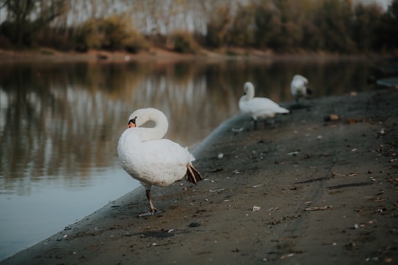 swan, stretching, leg, birds, riverbank, lake, feather, water, bird, nature