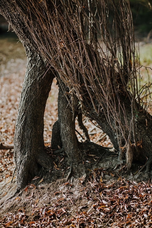 kořeny, kořen, strom, pobočky, podzim, dřevo, příroda, suché, venku, kůra