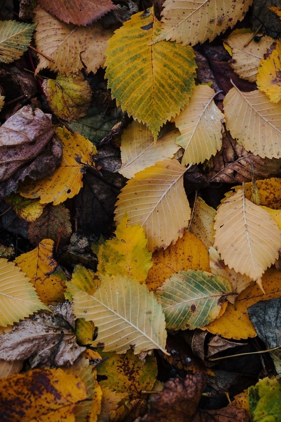jesień, Żółte liście, ziemi, brudne, sezon, pozostawia, natura, liść, żółty, drewno