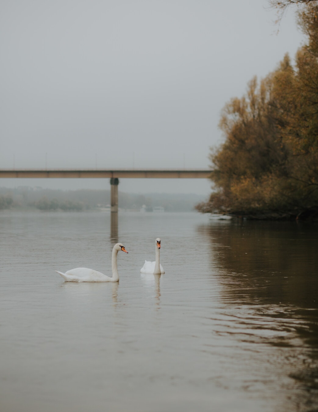 pair, birds, romantic, swan, swimming, together, bird, lakeside, lake, water