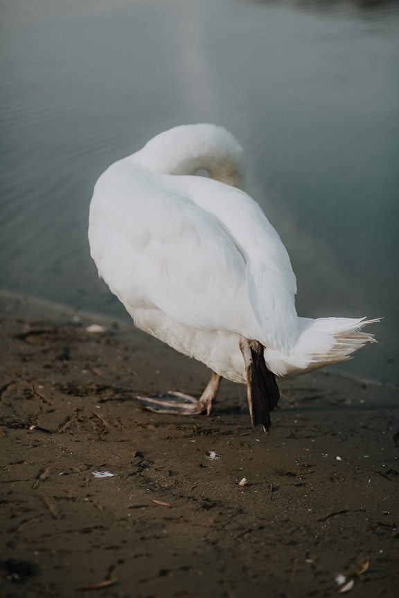 swan, stretching, leg, riverbank, water, wading bird, egret, aquatic bird, wildlife, beak