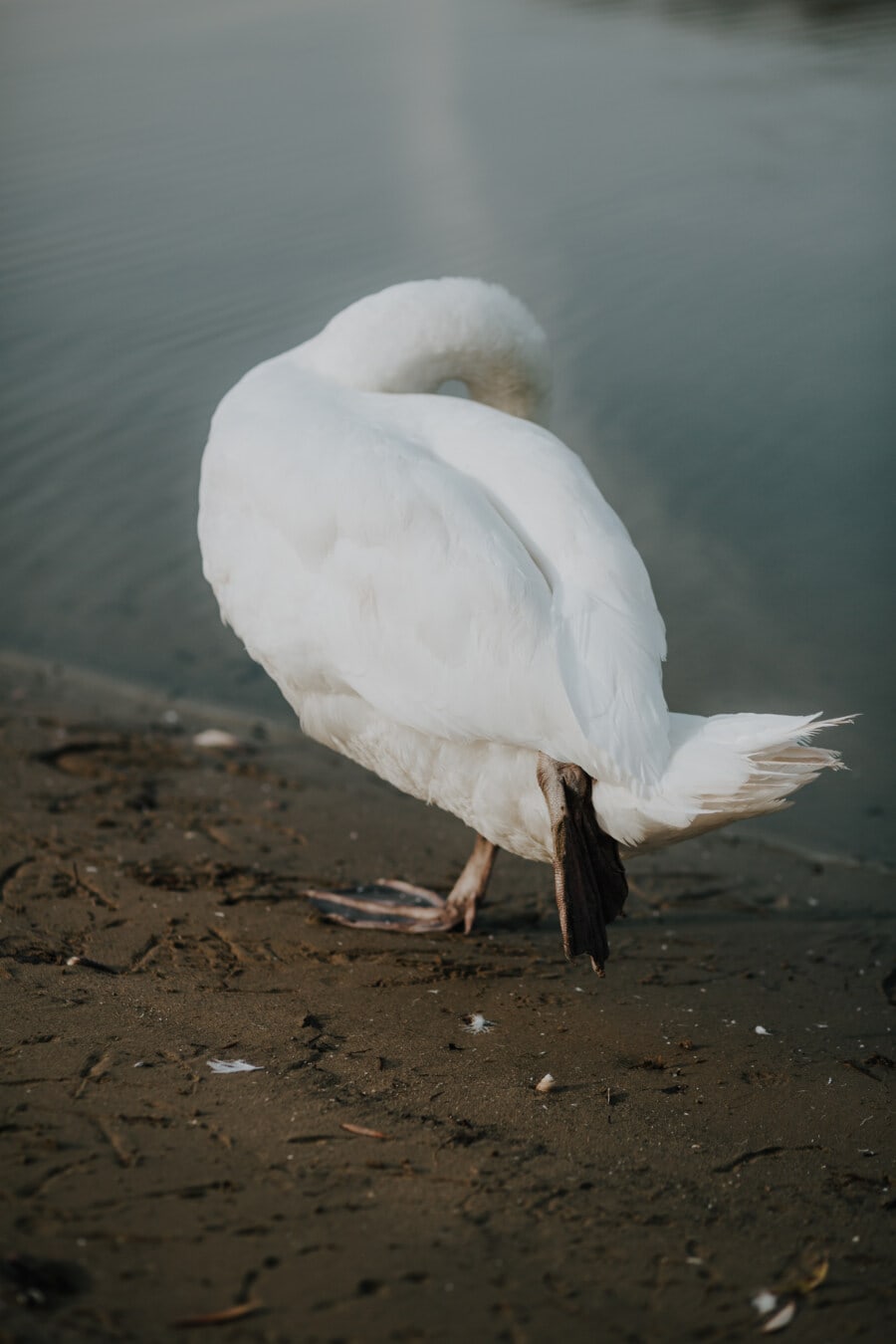 swan, stretching, leg, riverbank, water, wading bird, egret, aquatic bird, wildlife, beak