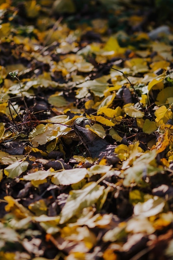 pozemní, podzimní sezóna, žluté listy, list, půda, příroda, venku, světlé, parku, suché