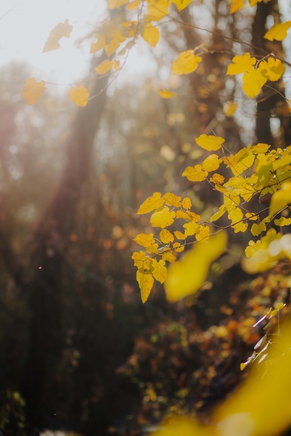 сонячні промені, Сонячно, яскраве сонячне світло, ліс, жовті листя, осінній сезон, гілки, осінь, лист, завод