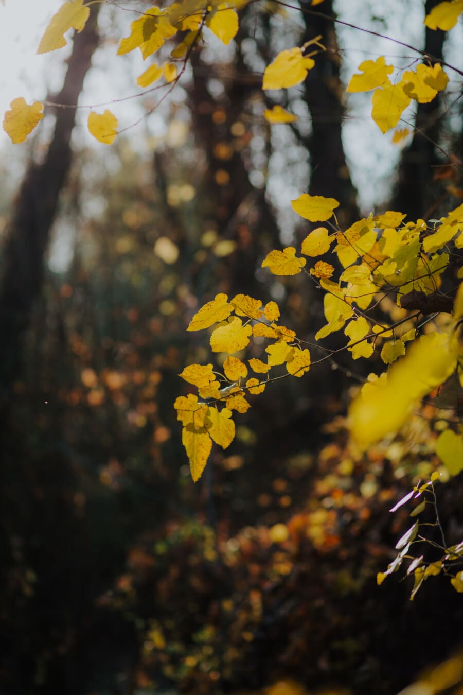 pobočky, podzim, les, žluté listy, slunečno, strom, závod, žlutá, příroda, list