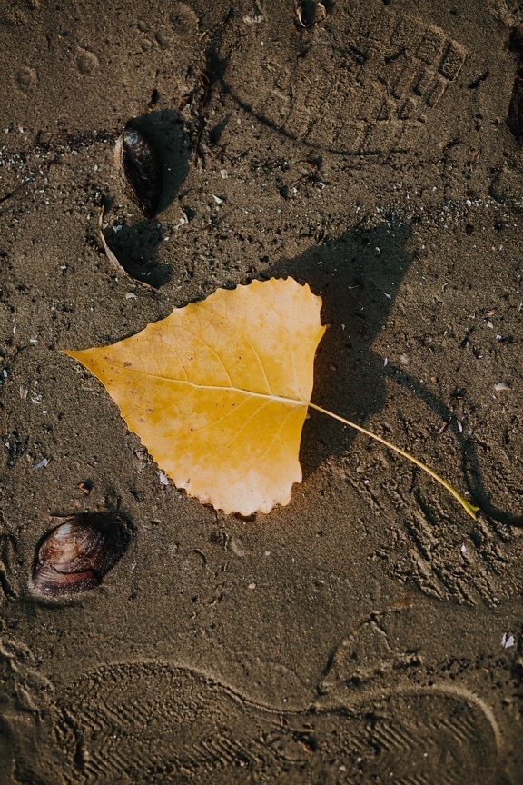 leaf, yellow, soil, ground, wet, sand, leaves, autumn, mud, texture