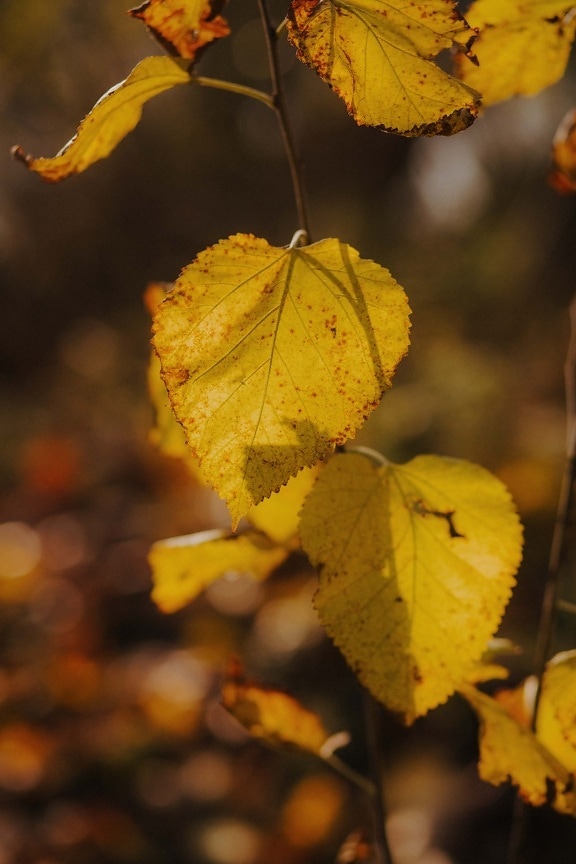 yellow leaves, branches, autumn season, yellowish brown, autumn, leaves, yellow, nature, plant, leaf