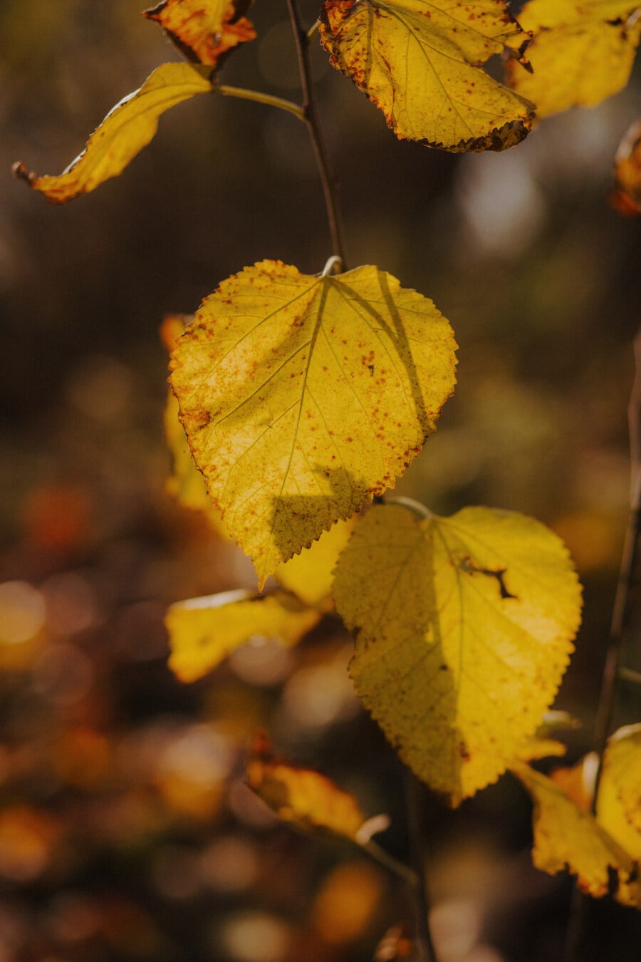 gule blade, grene, efterårssæsonen, gullig brun, efterår, blade, gul, natur, plante, blad