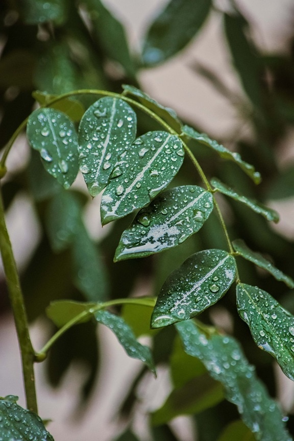 дъждовна капка, зелени листа, капчици, кондензация, влага, вода, листа, листа, билка, флора