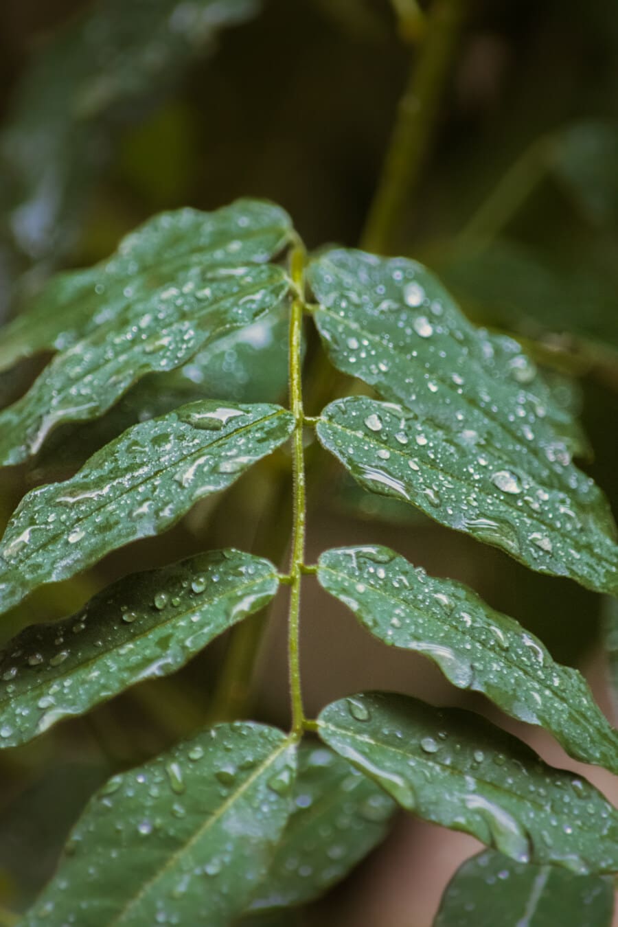 raindrop, rainy season, rain, green leaves, rain forest, moisture, dew, herb, plant, nature