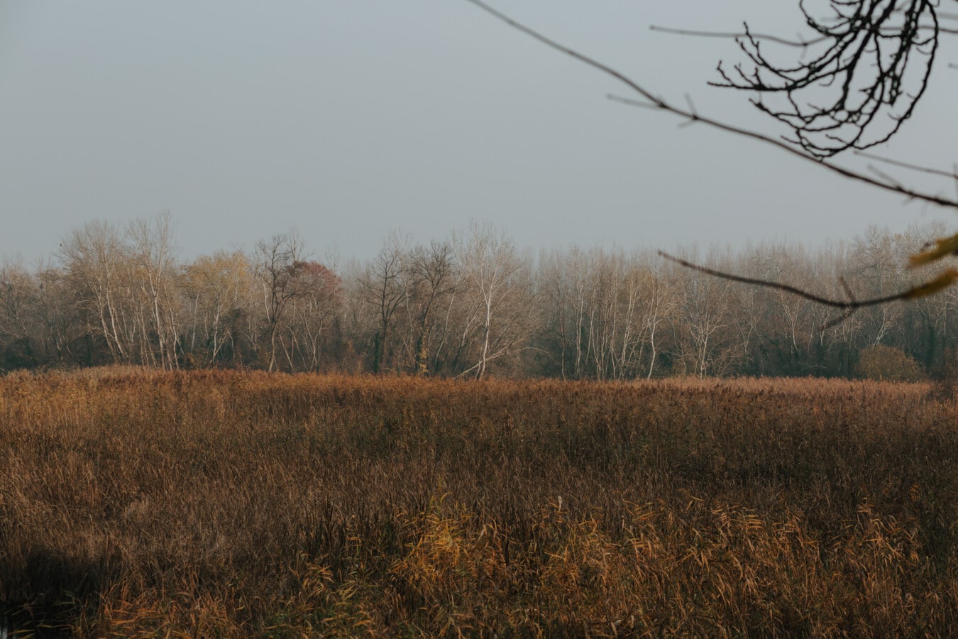 autumn, marshland, reeds, reed grass, nature, landscape, rural, tree, color, weather