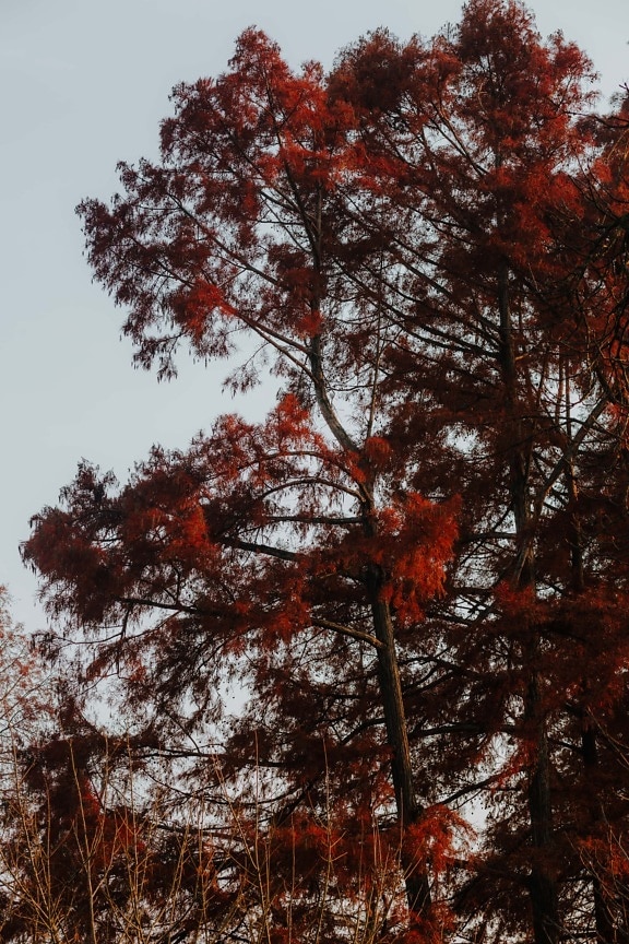 listy, tmavo červená, jeseň, stromy, pobočky, les, strom, krídlo, Príroda, príroda