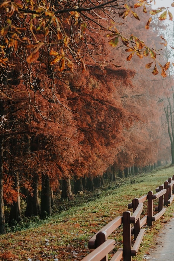 chodník, alej, parku, podzim, strom, krajina, stromy, les, list, příroda