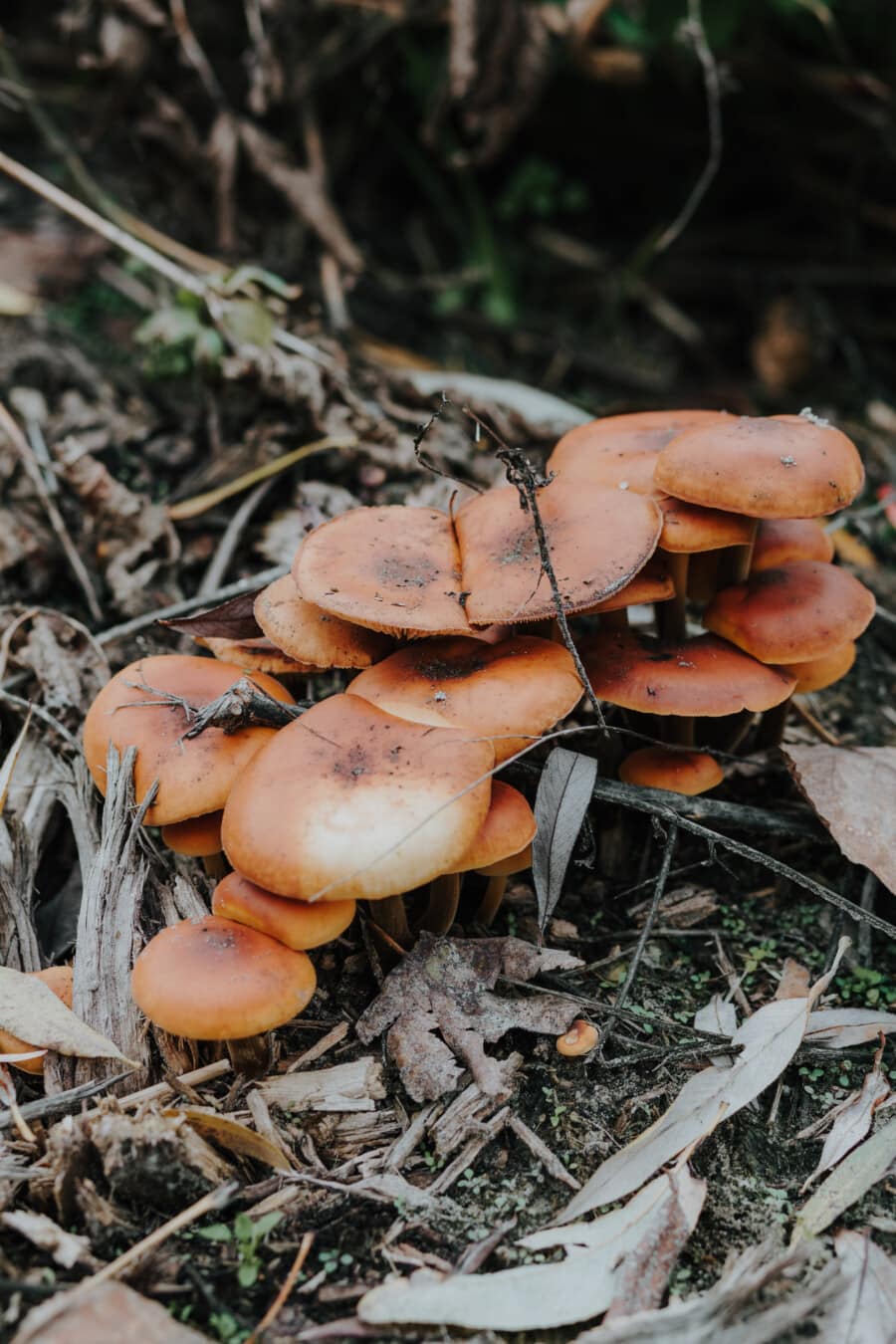 mushroom, poison, toxic, fungus, organism, wood, outdoors, ground, moss, autumn