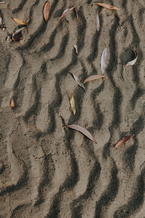 tekstura, pijesak, jesen, lišće, suha sezona, blatnjava ravnica, uzorak, priroda, suha, prljavo
