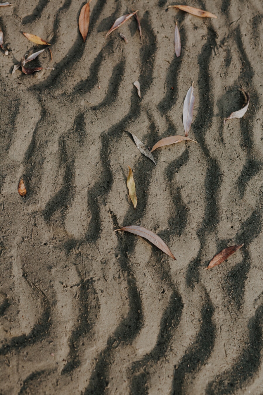texture, sand, autumn, leaves, dry season, mud flat, pattern, nature, dry, dirty