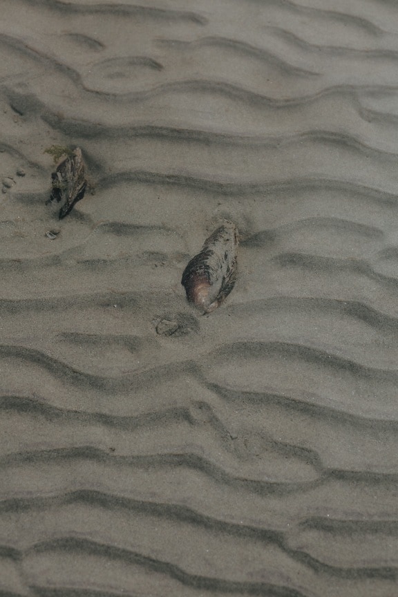 Muschel, Unterwasser, bei Ebbe, Sand, Wasser, transparente, Muster, Textur, Natur, Landschaft