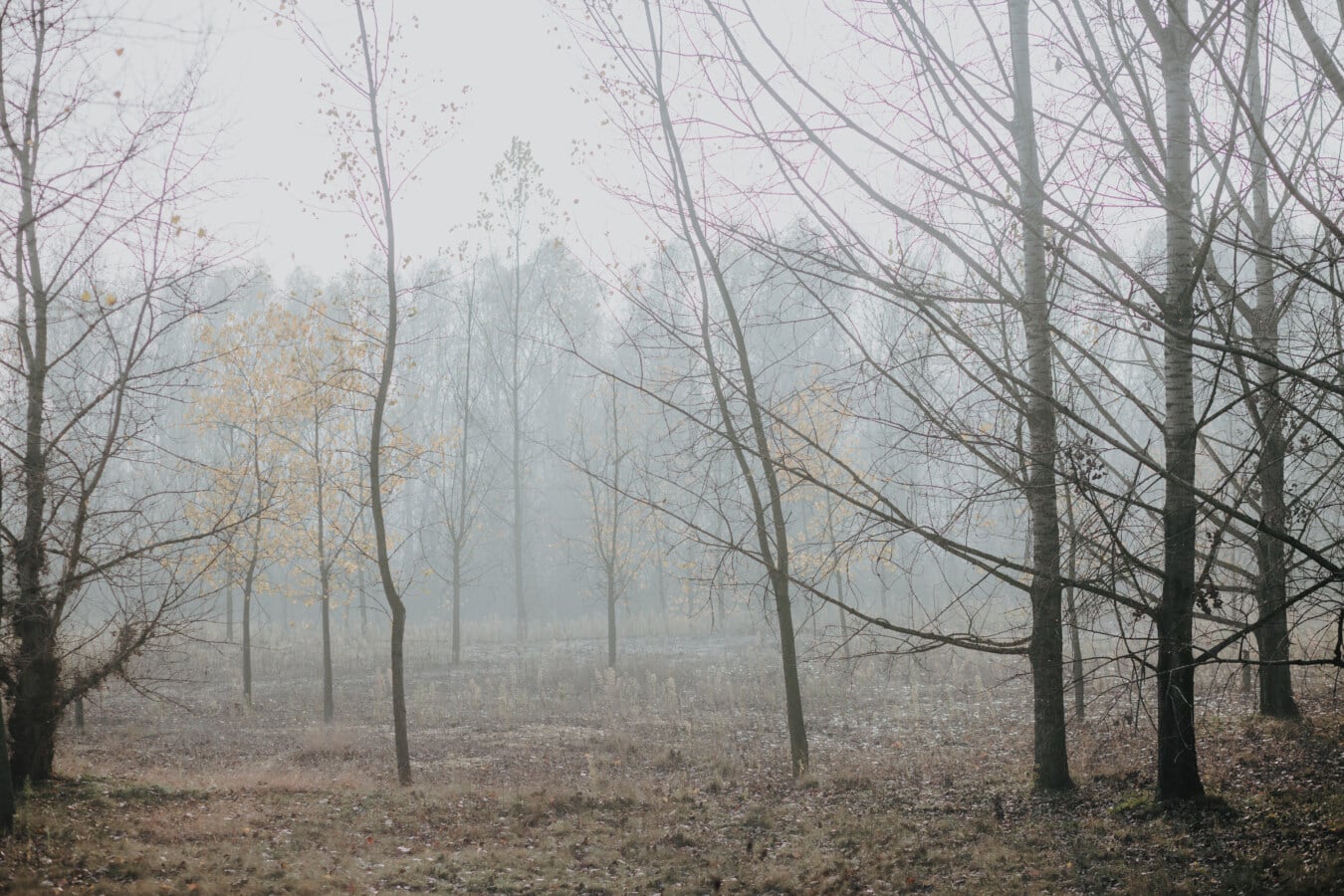 jesen, magla, šuma, stabla, drvo, drvo, krajolik, magla, hladno, priroda