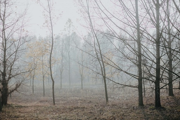 automne, brouillard, forêt, arbres, bois, arbre, paysage, brume, froide, nature